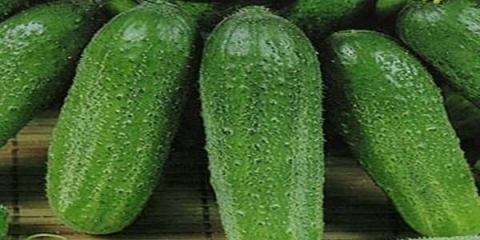 Koji su krastavci najproduktivniji za plastenike