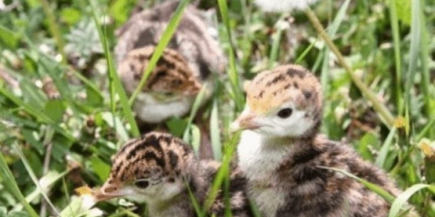 Koje pasmine purana postoje i koje su popularne u rusiji