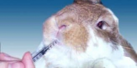 Koji simptomi su predznaci bolesti kunića