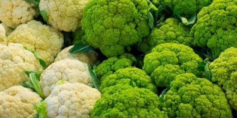 Koji su uslovi potrebni za uzgoj useva kao što su: paradajz, patlidžan, paprika, karfiol i beli kupus