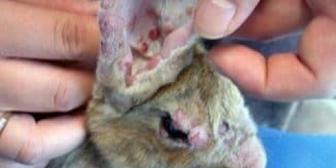 Koje bolesti uha obolijevaju zečevi?