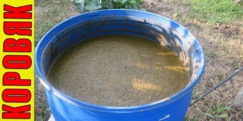 Koji stajnjak je najbolji za krastavce