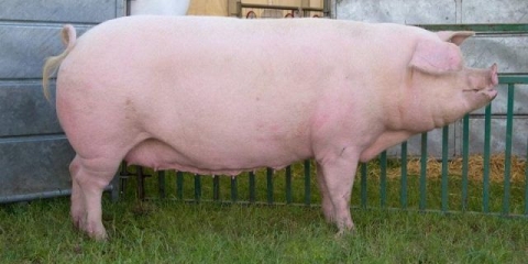 Koliki je prinos mesa kod svinja (u procentima)