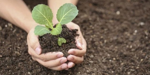 Kakvo tlo voli kupus