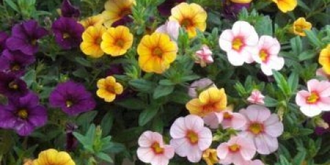 Calibrachoa: uzgoj iz sjemena kod kuće