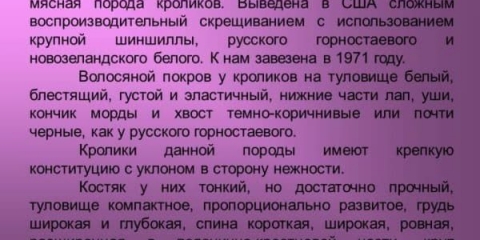 Kalifornijski zec: sve o pasmini i njezi