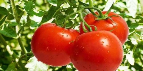 Kalijeva đubriva za paradajz