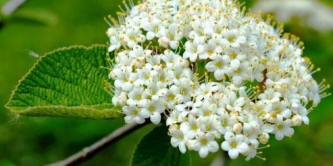 Kalina ponos: opis sorte, njega, bolesti i štetočine, fotografija