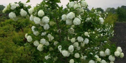 Kalina roseum (roseum): opis sorte i fotografija, sadnja i njega