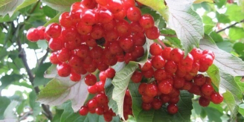 Kalina tajga rubini: opis sorte, fotografije, recenzije
