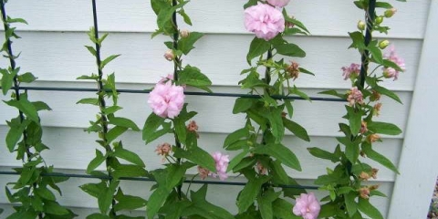 Japanska kalistegija (bršljan): sadnja i njega, fotografija