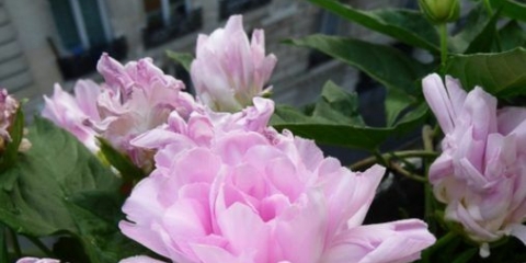 Terry calistegia: sadnja i njega, fotografija