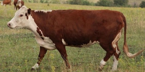Kalmička pasmina krava