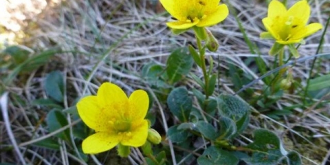 Marsh saxifrage: fotografija i opis
