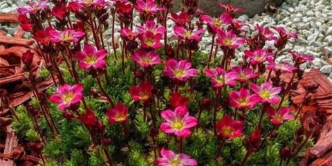 Saxifrage: fotografija cvijeća u cvjetnom krevetu, u pejzažnom dizajnu, korisna svojstva