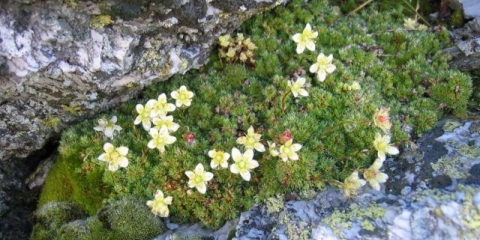 Mossyfrage: fotografija i opis