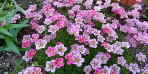 Saxifrage: sadnja i njega na otvorenom polju, kod kuće