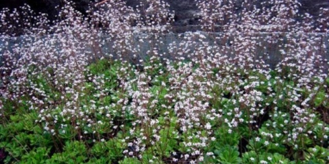 Sjena saxifrage (sjenovita): variegata, auravariegata i druge sorte