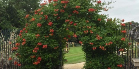 Campsis grandiflora: sadnja i njega na otvorenom polju