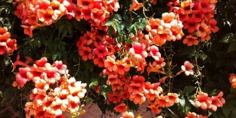 Campsis: sadnja i njega na otvorenom polju, rezidba