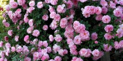 Kanadska park ruža john davis (john davis): opis sorte, sadnja i njega