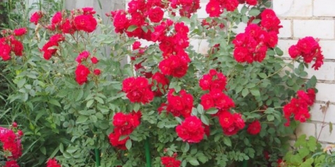 Kanadski park ruža john franklin (john franklin): fotografija i opis, recenzije