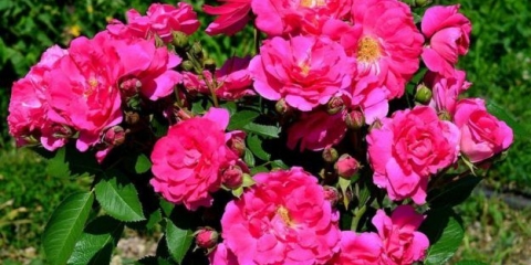 Kanadska ruža penjačica john cabot (john cabot): fotografija i opis, recenzije