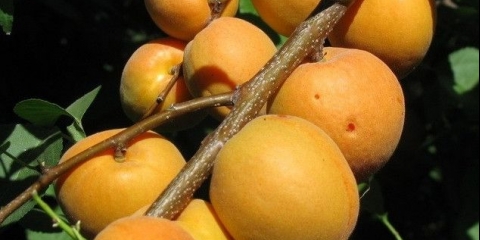 Kanadska kasna sorta marelice manitoba: opis, fotografija