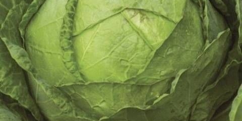 Amager 611 kupus: recenzije + opis sorte