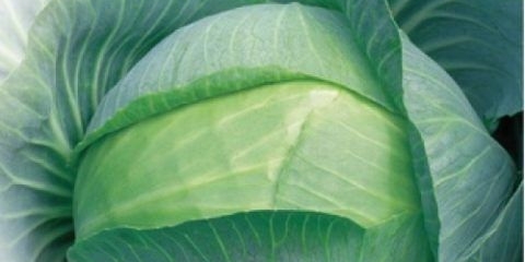 Amonski kupus f1: opis, sadnja i njega, recenzije