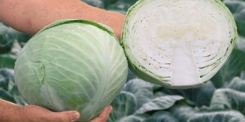 Ancoma cabbage