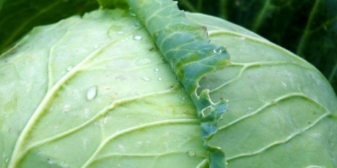 Predradnik kupusa f1: opis, sadnja i njega, recenzije