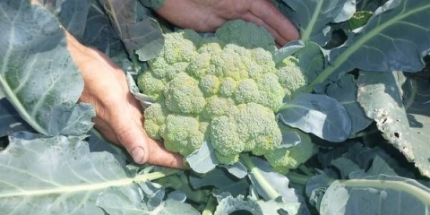 Kupus brokule: čišćenje i skladištenje
