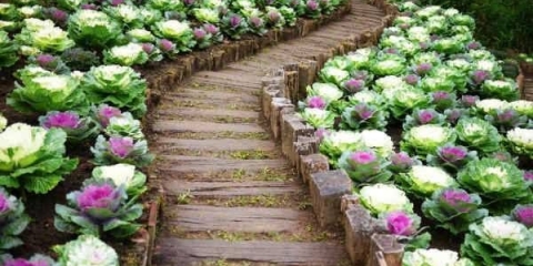 Ukrasni kupus: sadnja i njega + fotografija