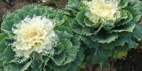 Ukrasni kupus: sorte i nazivi