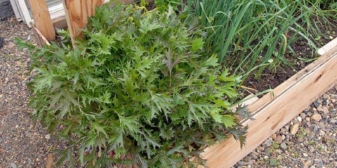 Japanski kupus sirene: opis, sadnja i njega