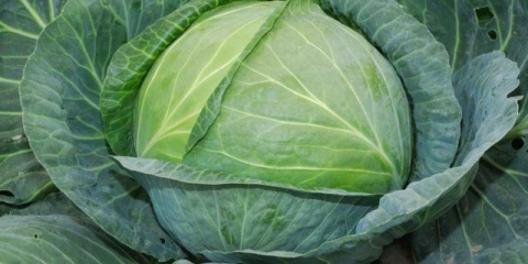 Kupus ekspres: opis sorte, fotografija, recenzije