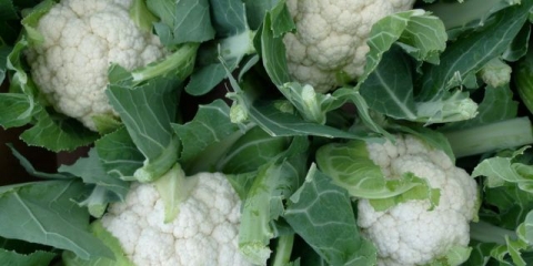 Kozja dereza kupus: recenzije, fotografije i opis