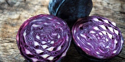 Crveni kupus - uzgoj i njega na otvorenom polju