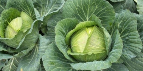 Krautkaiser kupus: karakteristike, recenzije i fotografije