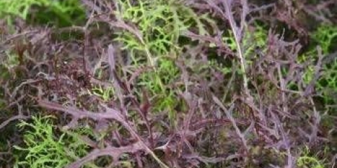 Mizuna kupus: fotografija, opis