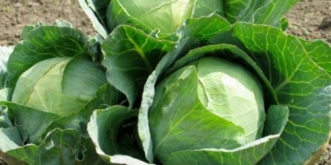 Moskovski kasni kupus