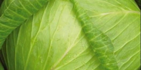 Kupus nade: karakteristike i opis sorte