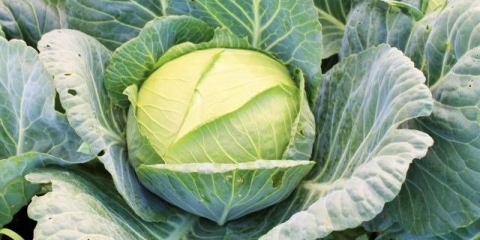 Kupus slava 1305: uzgoj rasada