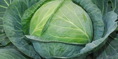 Obljetničke sorte kupusa: opis, sadnja i njega, recenzije