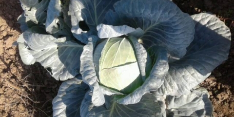 Sorte kupusa larsia: opis, sadnja i njega, recenzije