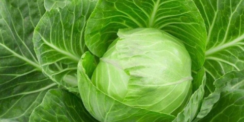 Menza kupus: sadnja i njega, prednosti i nedostaci, recenzije