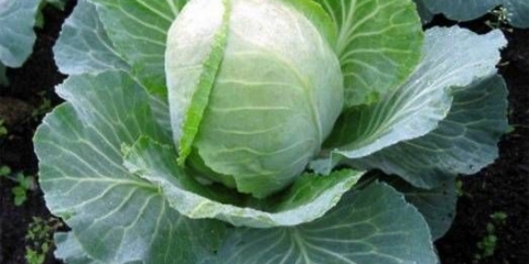 Zimovanje kupusa 1474