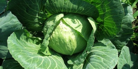 Kupus zlatni hektar 1432: karakteristike, recenzije i fotografije