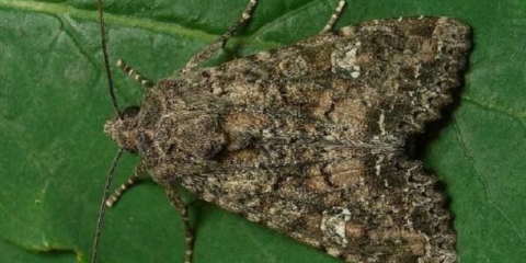 Lopatica kupusa: fotografije, znakovi izgleda, mjere kontrole